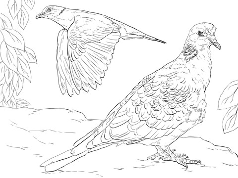 Turtle Doves Coloring Page